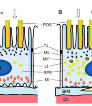 Retinal Photodamage by Endogenous and Xenobiotic Agents